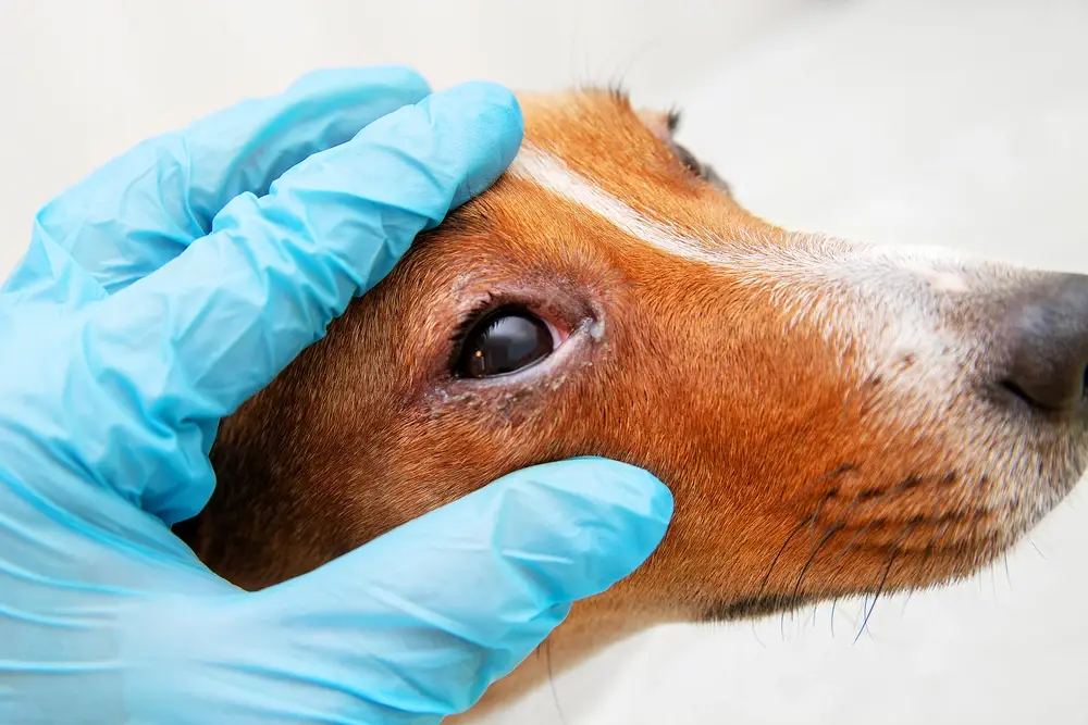 Dog Eye Infection