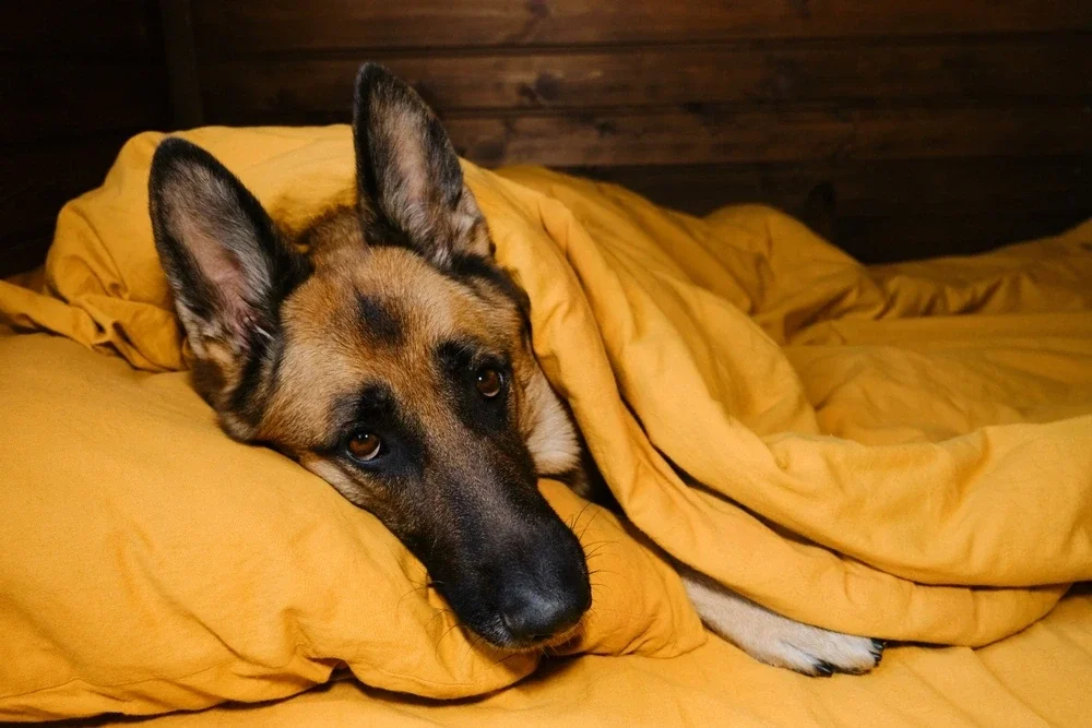 How To Treat A Dog With A Cold