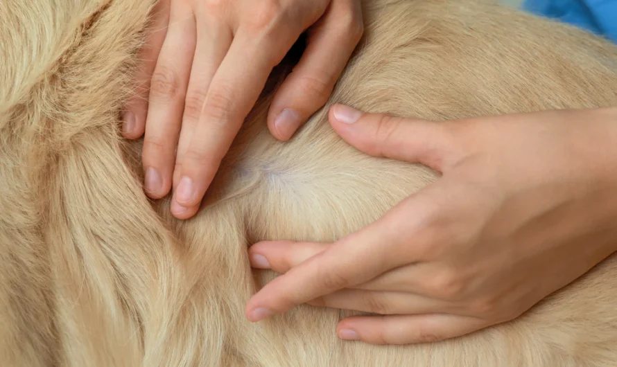 What Should You Do When You Find a Lump On Your Pet?