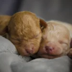 When Do Puppies Open Their Eyes? A Complete Guide When Do Puppies Open Their Eyes