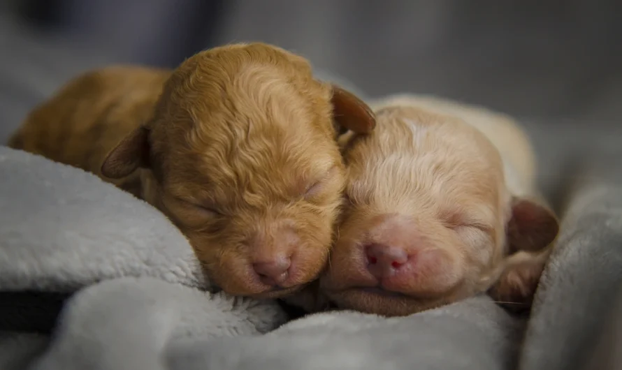 When Do Puppies Open Their Eyes? A Complete Guide