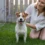 Jack Russell Dog – Small Breed, Big Energy
