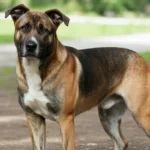 German Shepherd Pitbull Mix