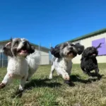 Best Dog Boarding Facility