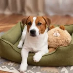 Pet Services in the USA