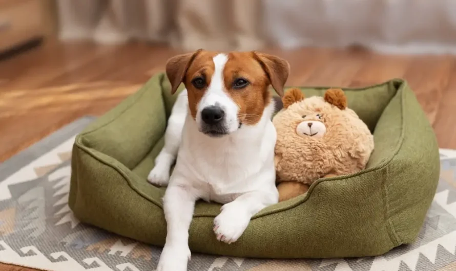 What Pet Services in the USA Are Available for Modern Pet Owners?