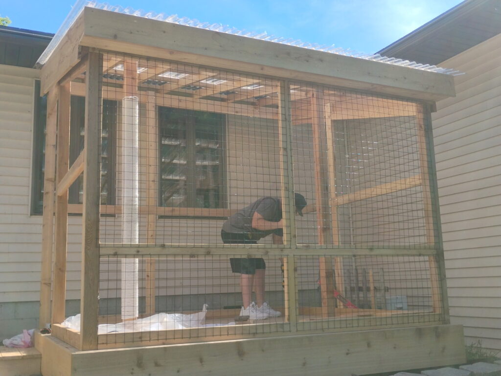 What Is a Catio 1 What Is a Catio